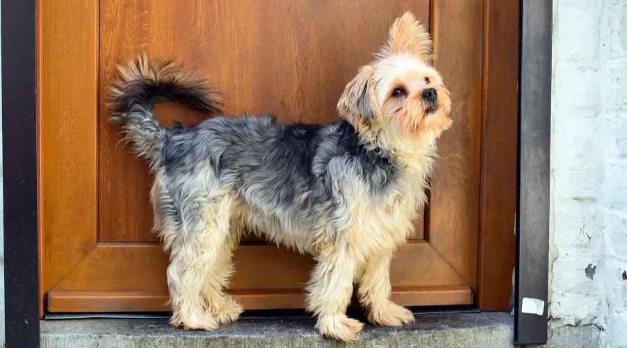 Pequeño perro mixto junto a una puerta