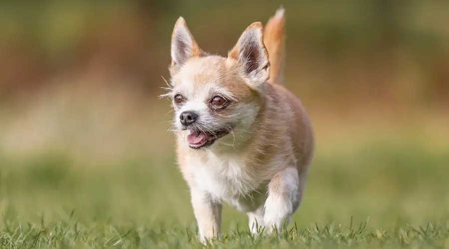 Pequeño perro mixto caminando hacia la cámara