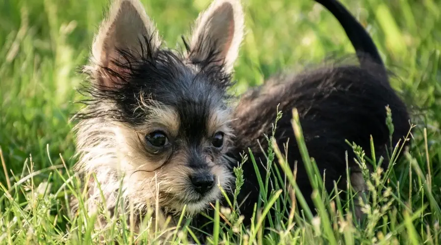 Cachorro mixto joven de pie en la hierba