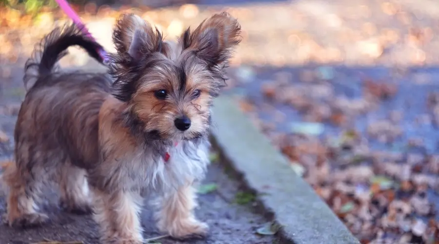 Pequeño cachorro mixto con una correa