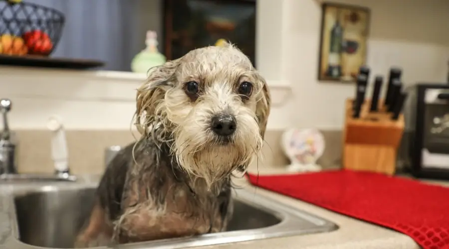 Perro mixto mojado en un fregadero