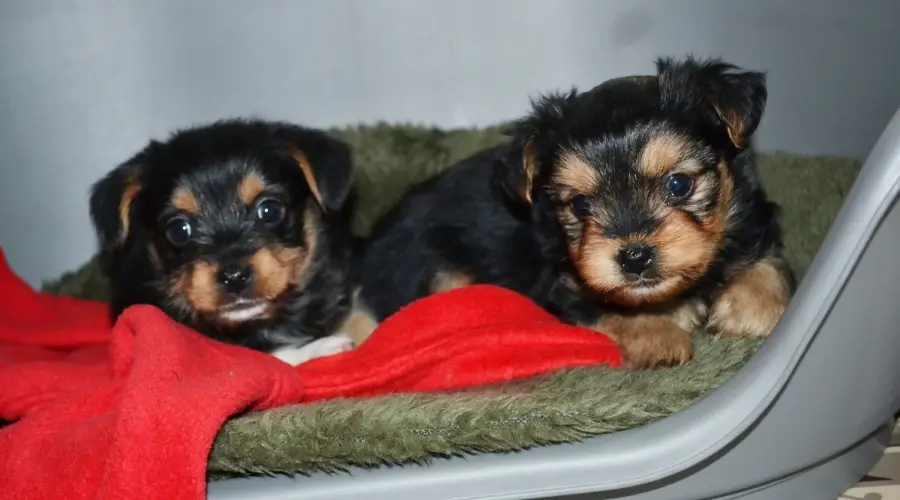 Cachorros jóvenes en una caja