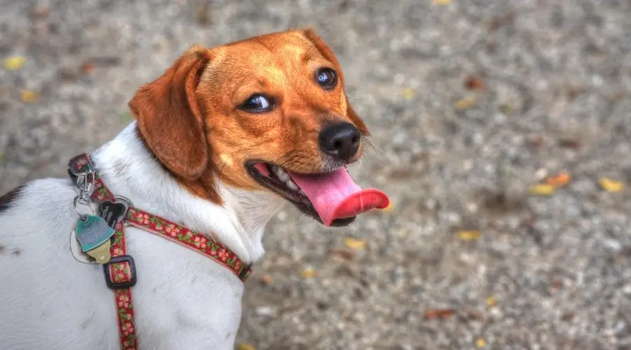 Chiweenie de paseo