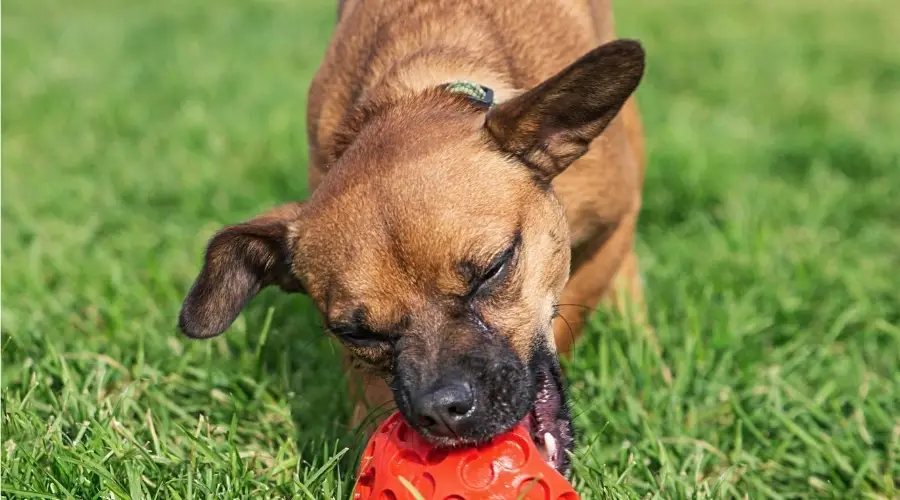 Chiweenie jugando con juguete