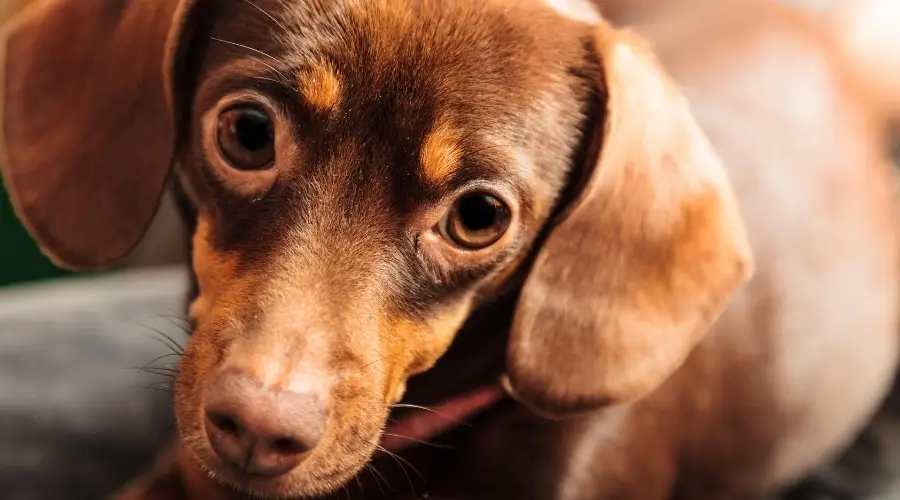 Perro Chiweenie Marrón