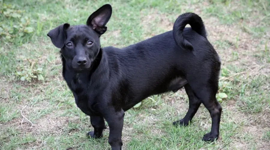 Perro mezcla de perro salchicha chihuahua negro