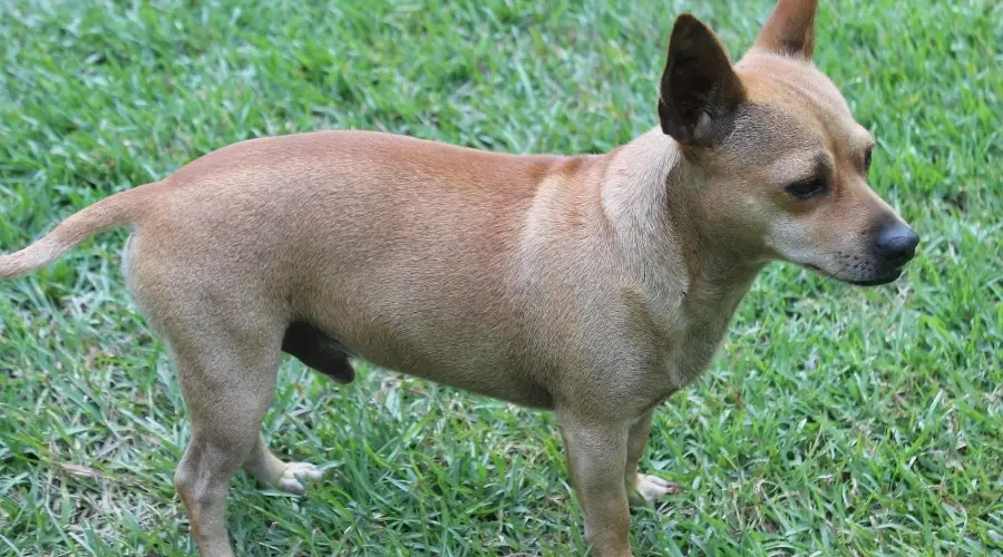 Mezcla de chihuahua y perro salchicha marrón pequeño