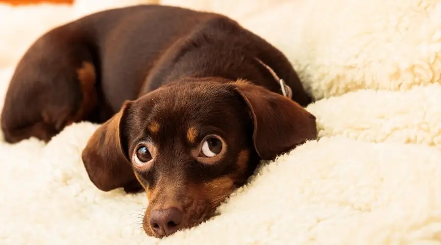 Mezcla de Chihuahua Dachshund marrón en la cama