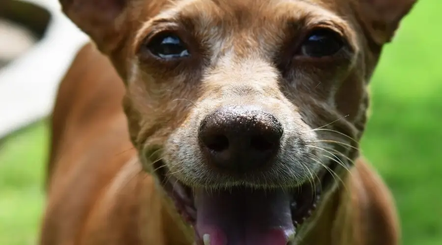 Chihuahua Doxie necesita ser arreglada