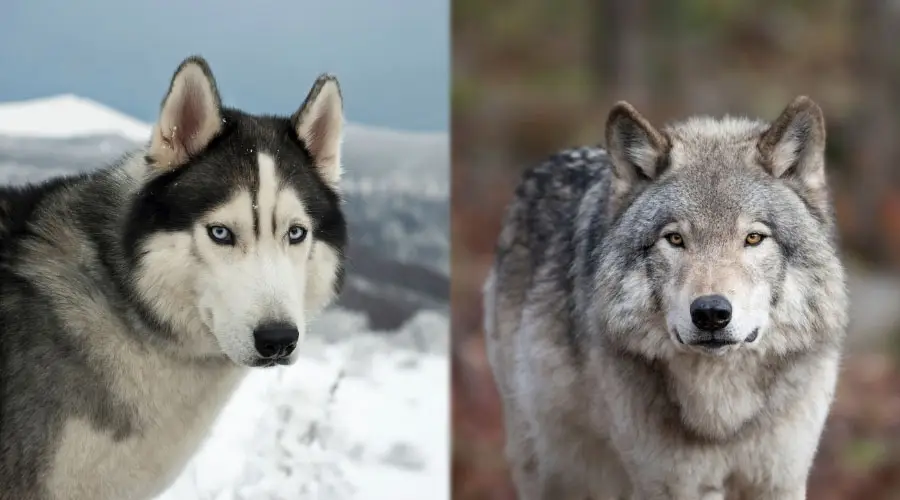 Animales guapos en el frío