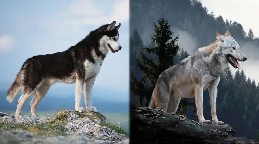 Caninos de pie sobre las rocas