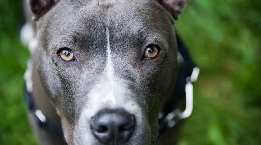 Pitbull al aire libre sobre el césped