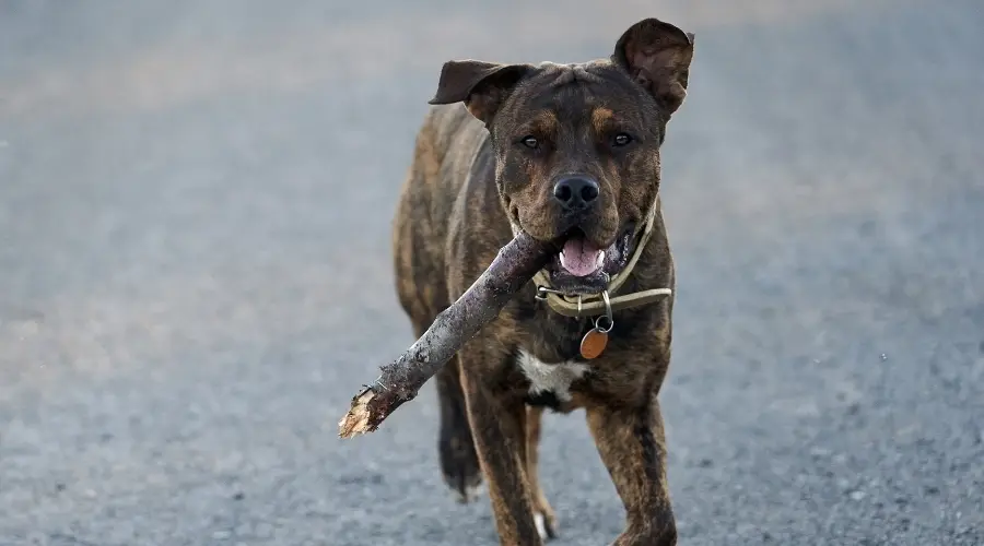 Mezcla de Pitbull Rottweiler atigrado