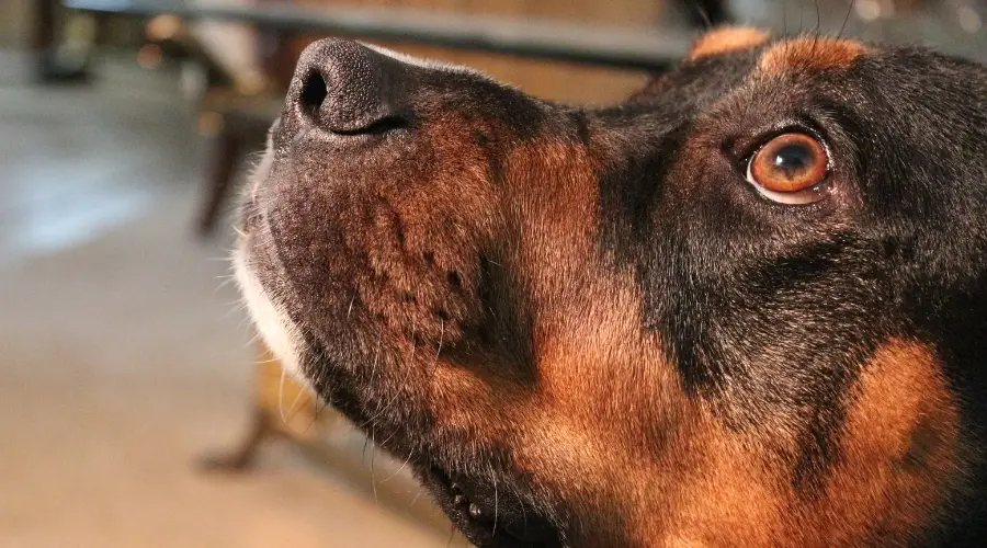 Rottie Pit mirando al entrenador