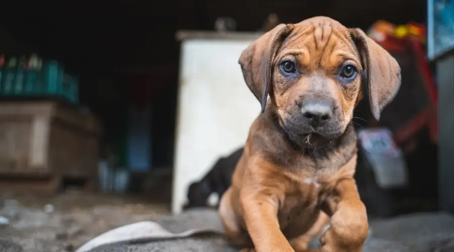 Mezcla de Rottie Pit en Breeder