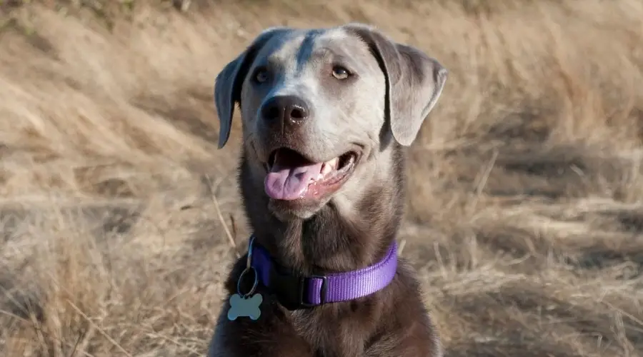 Labrador al aire libre en el campo