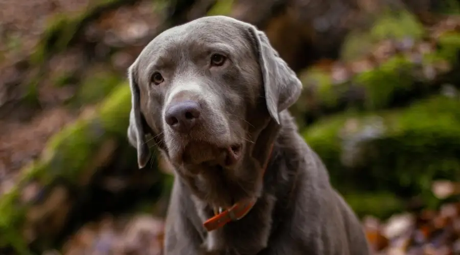 Labrador al aire libre en el bosque