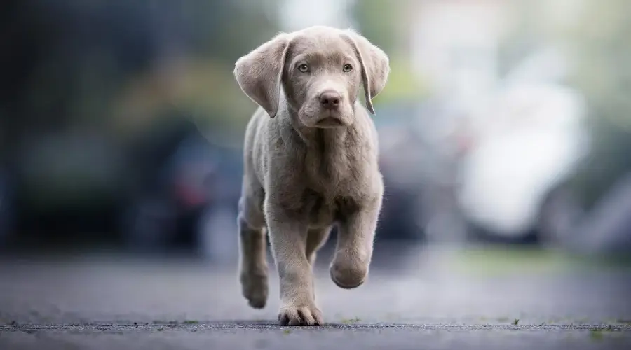 Labrador plateado corriendo sobre el pavimento afuera