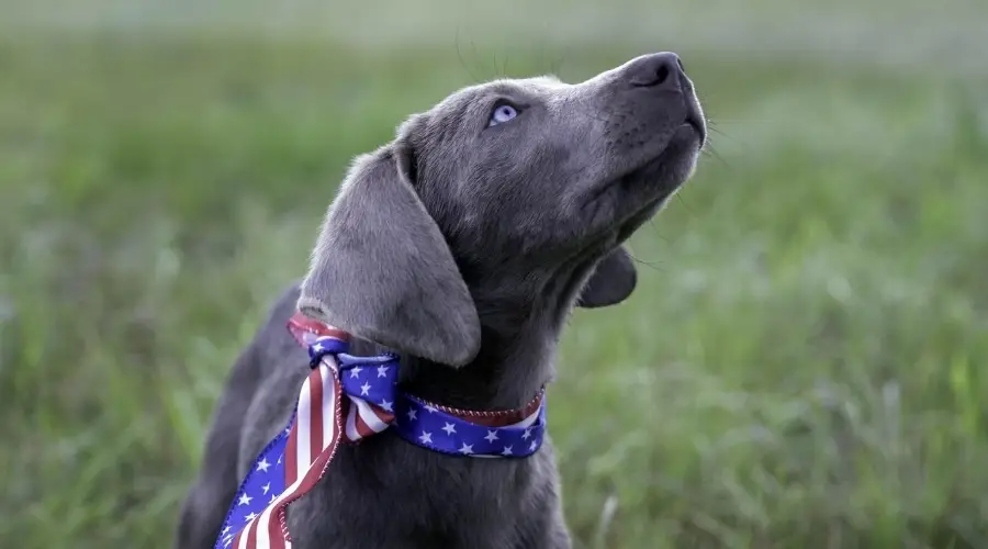 Cachorro Labrador al aire libre