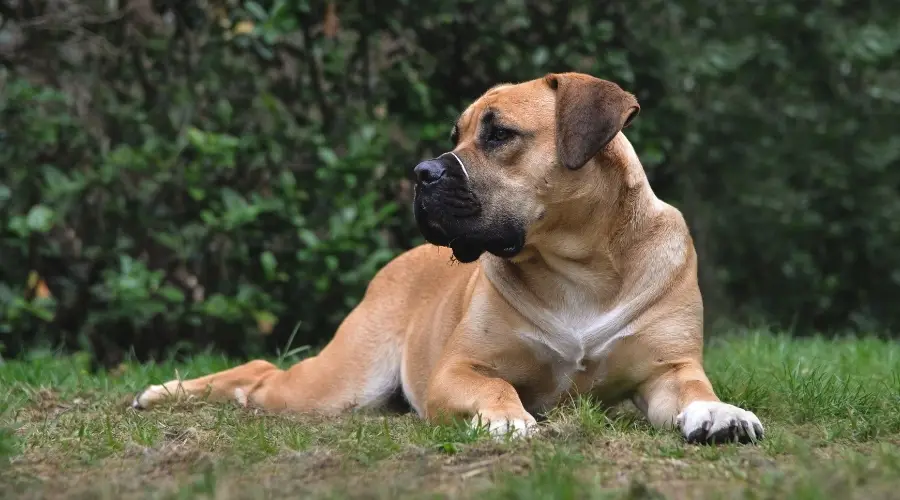 Perro leonado descansando al aire libre