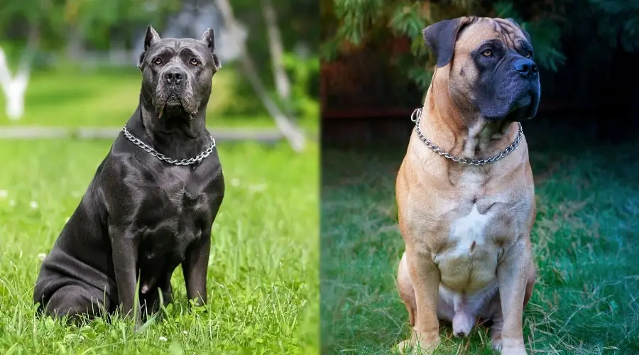 Perro leonado y negro sentado al aire libre