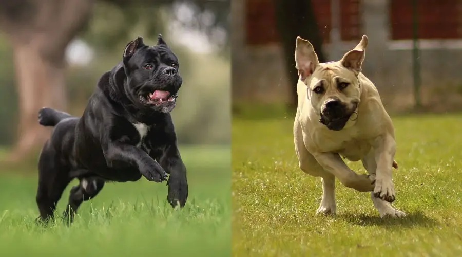 Perros negros y leonado corriendo afuera