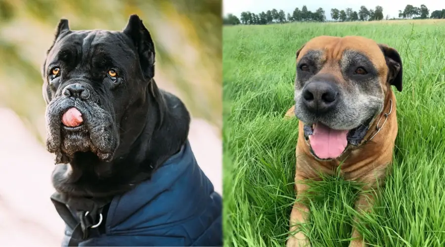 Perros mayores sonriendo