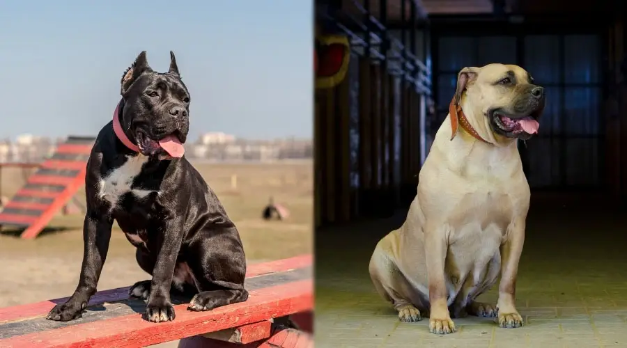 Perros negros y leonado sentados obedientemente