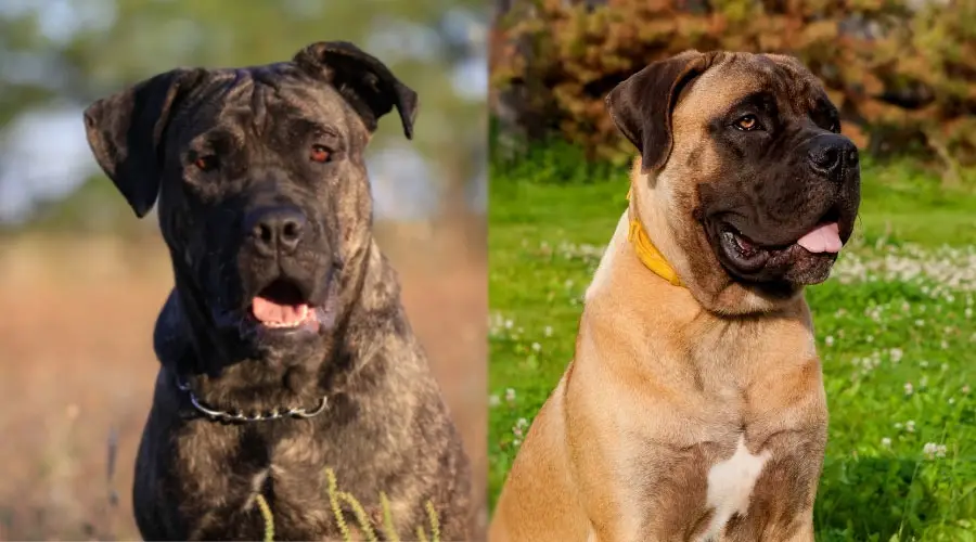 Perros felices con la lengua fuera