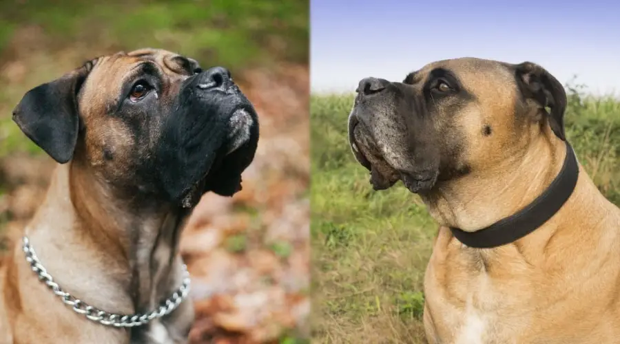 Perros cervatillo mirando hacia arriba