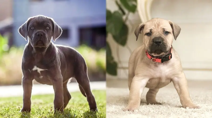 Pequeños cachorros negros y leonado de pie