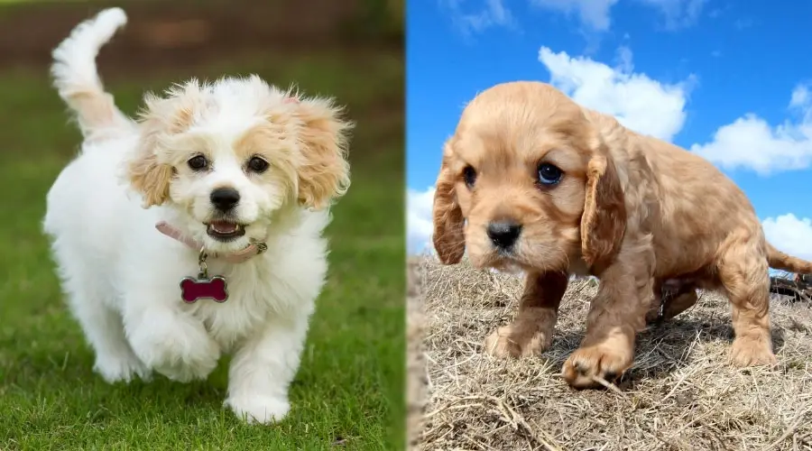 Cavalier Spaniel Perros Mixtos De Pie Afuera