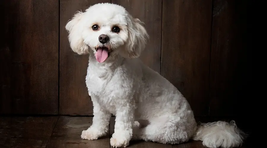 Perro Blanco Feliz Sentado En El Interior