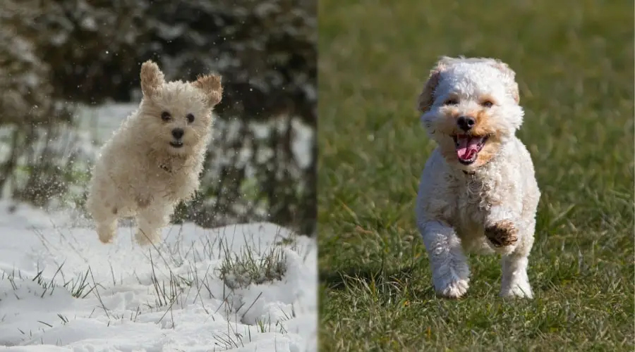 Perros mullidos corriendo afuera