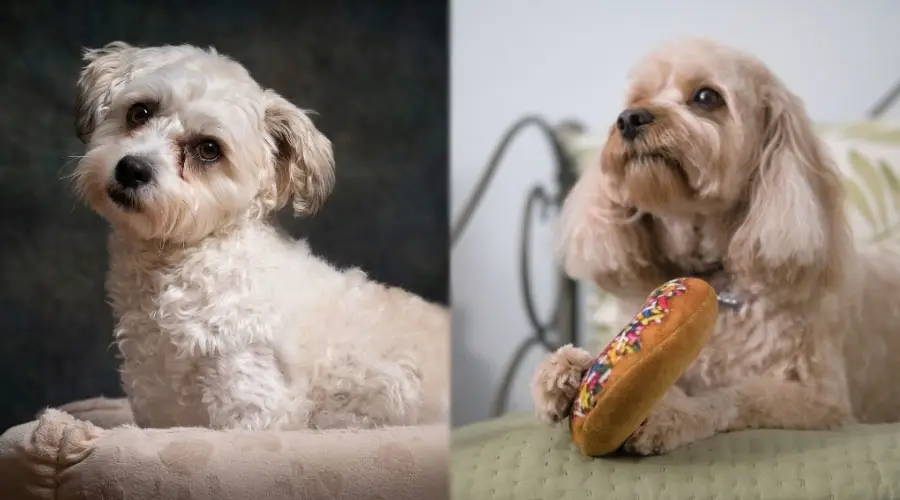 Perros sentados en las camas