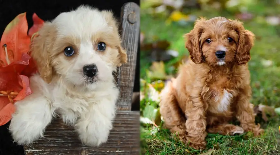 lindos cachorros posando