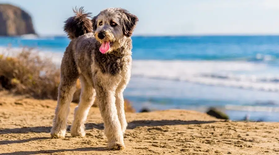 Feliz perro gris esponjoso en una playa