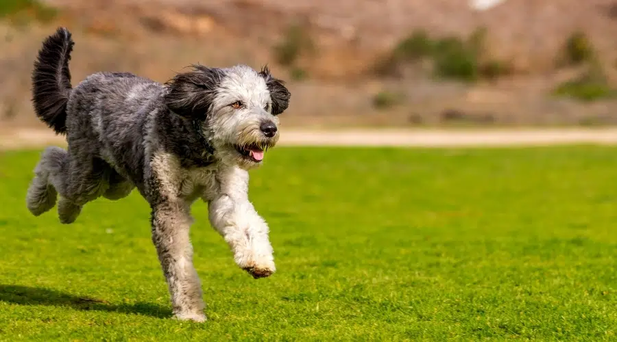 Perro esponjoso blanco y gris corriendo al aire libre