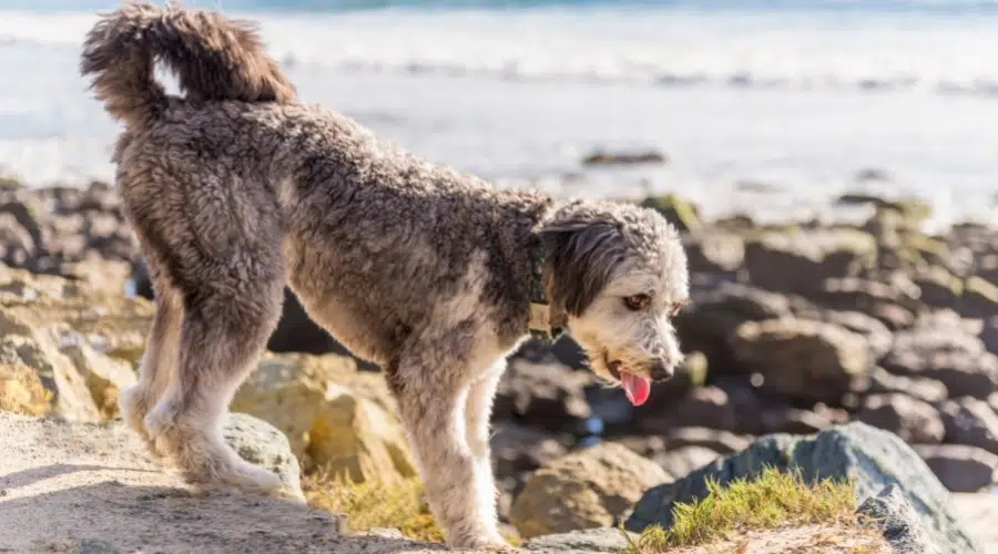 Perro blanco y gris caminando sobre rocas en la playa