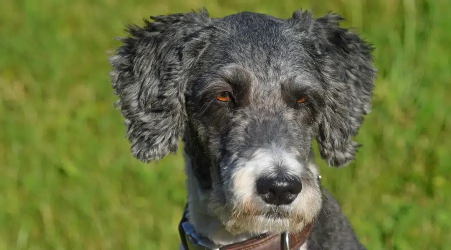 Perro esponjoso Blue Merle con corte de pelo fresco