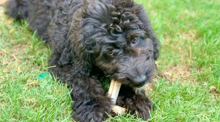 Perro negro esponjoso masticando golosinas