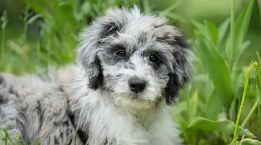 Lindo cachorro esponjoso Blue Merle al aire libre