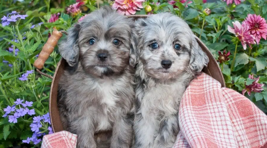 Lindos cachorros esponjosos de Merle azul