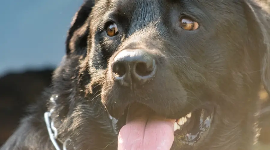 Perro Rotador Negro