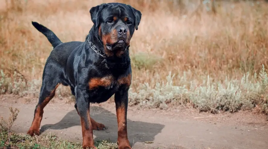 Rottie al aire libre en el desierto