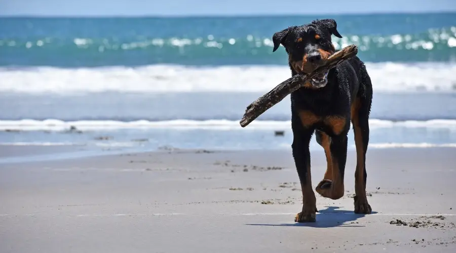 Rottador corriendo en la playa