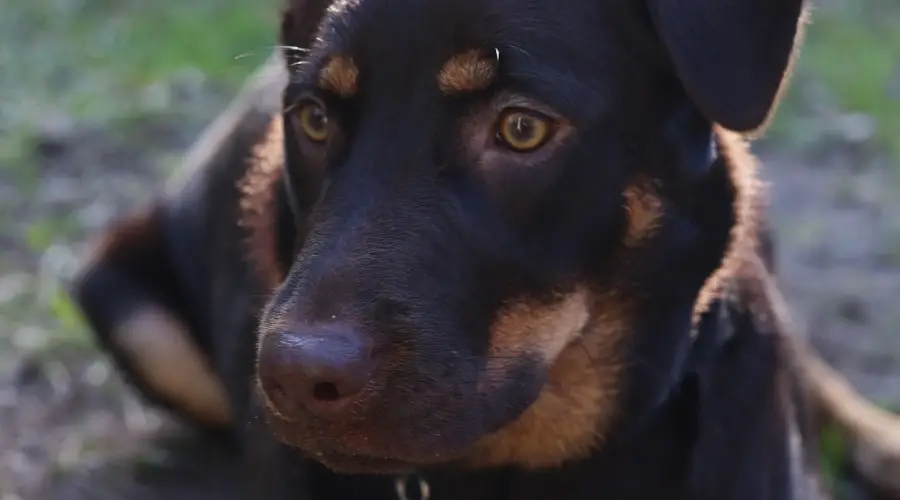 Mezcla de Rottweiler Lab hembra acostada