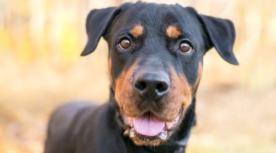 Mezcla de laboratorio de Rottweiler negro y fuego