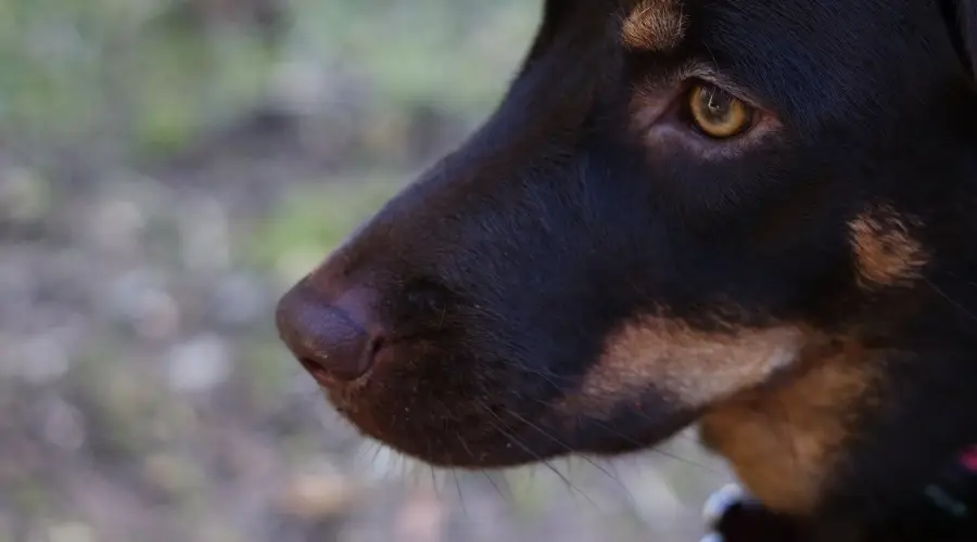 Cachorro Rottador al aire libre