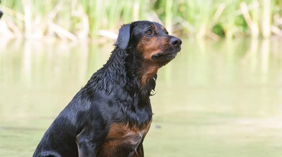 Mezcla de laboratorio de Rottweiler